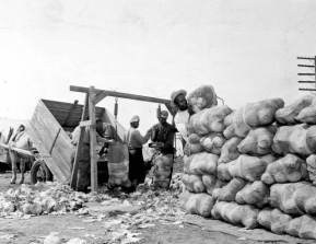 Laborers_sorting,_weighing,_and_stacking_cabbages_at_the_Beach_and_Parker_Farm-_Elkton,_Florida_(3312106508)